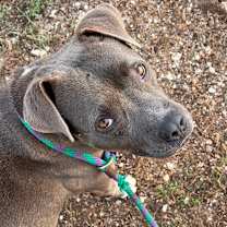 Thumbnail photo of Sylvester #4