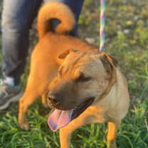 Thumbnail photo of Tofu #3