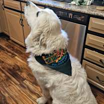 Thumbnail photo of Yeti #1