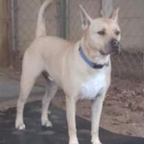 Thumbnail photo of Tyson #3