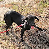 Thumbnail photo of Pal #2