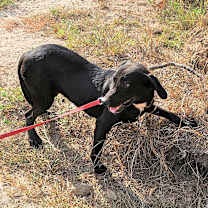 Thumbnail photo of Pal #3