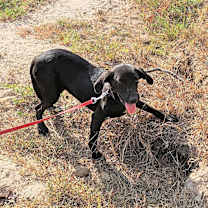 Thumbnail photo of Pal #4