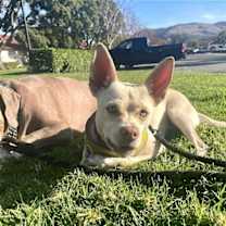 Thumbnail photo of Nyla #3