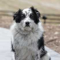 Thumbnail photo of Bandit #1