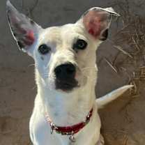 Thumbnail photo of Domino #2