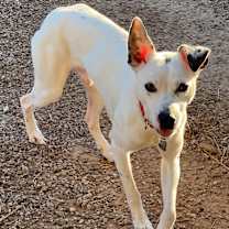 Thumbnail photo of Domino #3