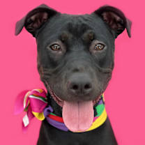 Thumbnail photo of Nova-ADOPT Me! #1