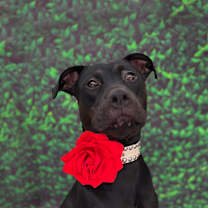 Thumbnail photo of Nova-ADOPT Me! #2