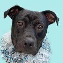 Thumbnail photo of Nova-ADOPT Me! #3
