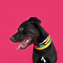 Thumbnail photo of Nova-ADOPT Me! #4