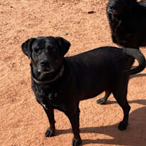 Thumbnail photo of Sarge #1