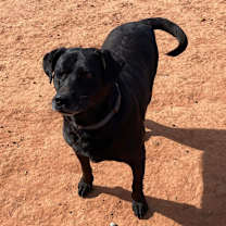 Thumbnail photo of Sarge #2