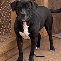 Thumbnail photo of Emmitt #1