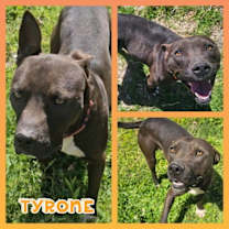 Thumbnail photo of Tyrone #2