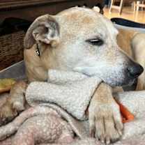 Thumbnail photo of Riley #4