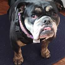 Thumbnail photo of Sofi #1
