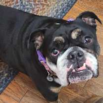 Thumbnail photo of Sofi #3