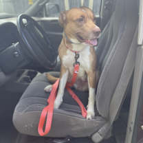 Thumbnail photo of Sweetie #1