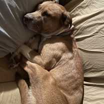 Thumbnail photo of Sweetie #3