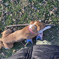 Thumbnail photo of Sweetie #4