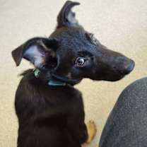 Thumbnail photo of Dakota #2