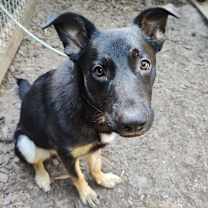 Thumbnail photo of Dakota #4