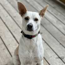 Thumbnail photo of Jolene #1