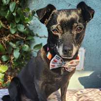 Thumbnail photo of Slick Rick #3