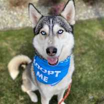 Thumbnail photo of Diego (Siberian Husky) #1