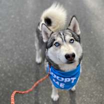 Thumbnail photo of Diego (Siberian Husky) #2