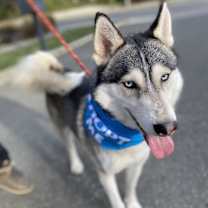 Thumbnail photo of Diego (Siberian Husky) #3