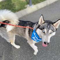 Thumbnail photo of Diego (Siberian Husky) #4