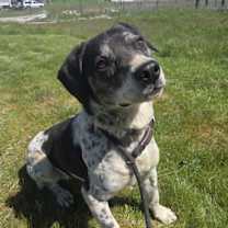 Thumbnail photo of Cookie #1