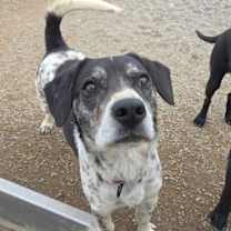 Thumbnail photo of Cookie #2