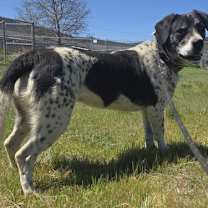 Thumbnail photo of Cookie #3