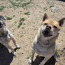 Thumbnail photo of Cookie #4