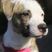 Thumbnail photo of Cinnamon #1