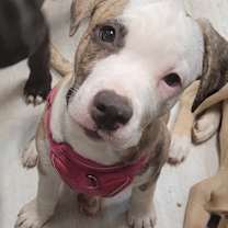 Thumbnail photo of Cinnamon #2