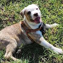 Thumbnail photo of Cinnamon #3