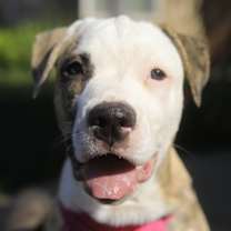Thumbnail photo of Cinnamon #4