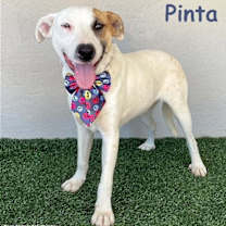 Thumbnail photo of Pinta #1