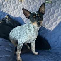 Thumbnail photo of Molly #3