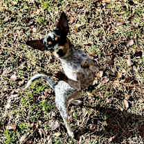 Thumbnail photo of Molly #4