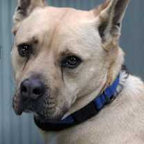 Thumbnail photo of Tyson #1
