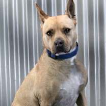 Thumbnail photo of Tyson #2