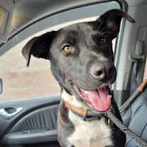 Thumbnail photo of Kia Lia #1
