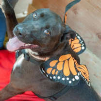 Thumbnail photo of Kia Lia #4