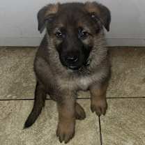 Thumbnail photo of Loki #1