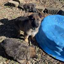Thumbnail photo of Loki #2